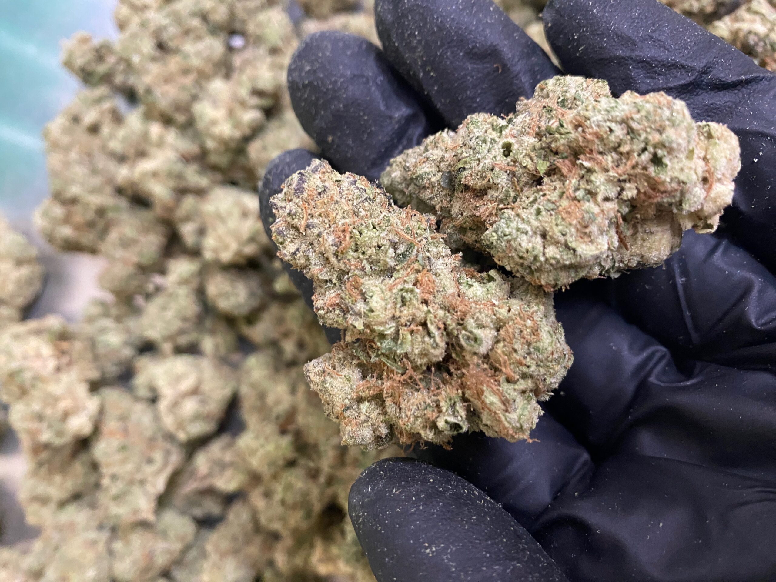 Fresh Flower at Kind Meds