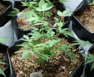 Quality Cultivation