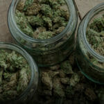 Finding the Right Medical Marijuana Strain for You - Kind Meds Arizona