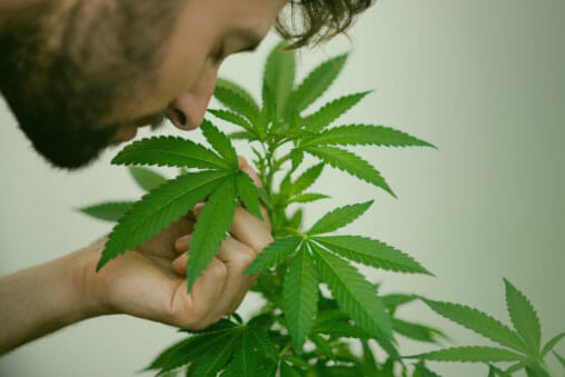 Locally Grown Cannabis