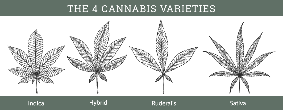 4 types of cannabis