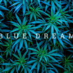 What is Blue Dream