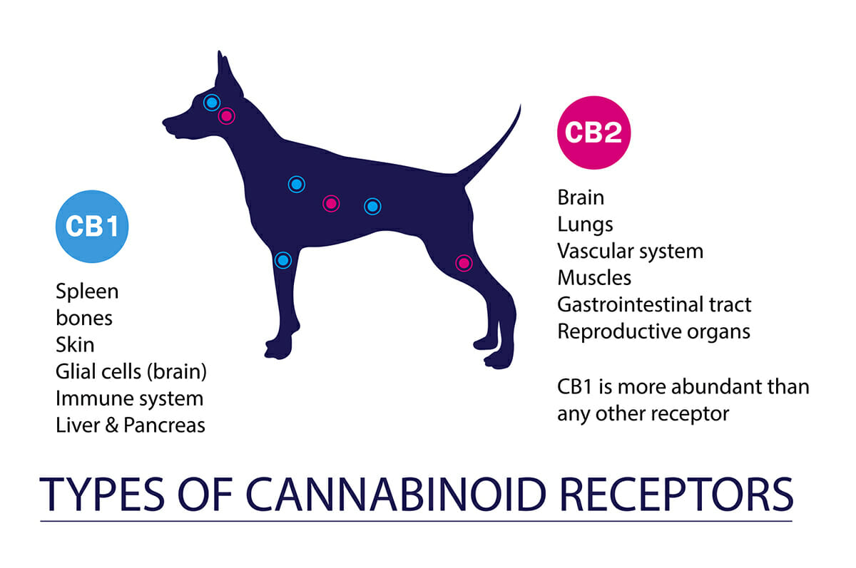  Does CBD Treat Anxiety in Dogs? 
