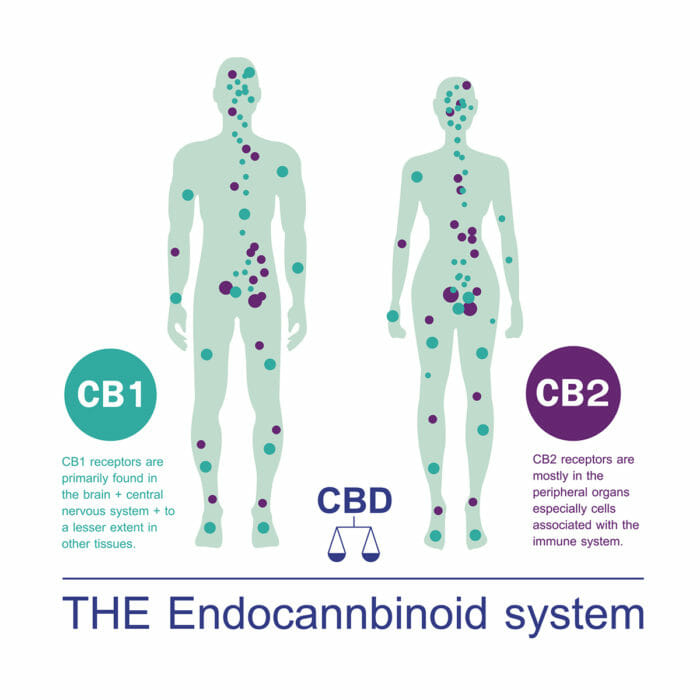 endocannabinoid CB1 and CB2 Receptors