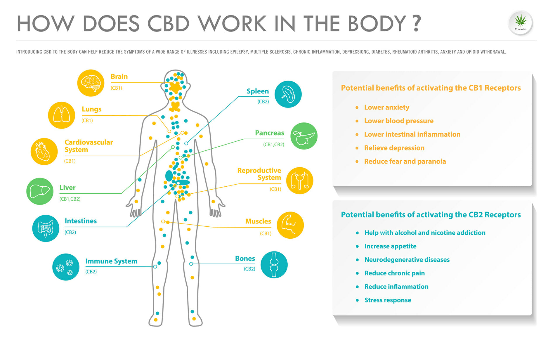 How Does CBD Work In the Body
