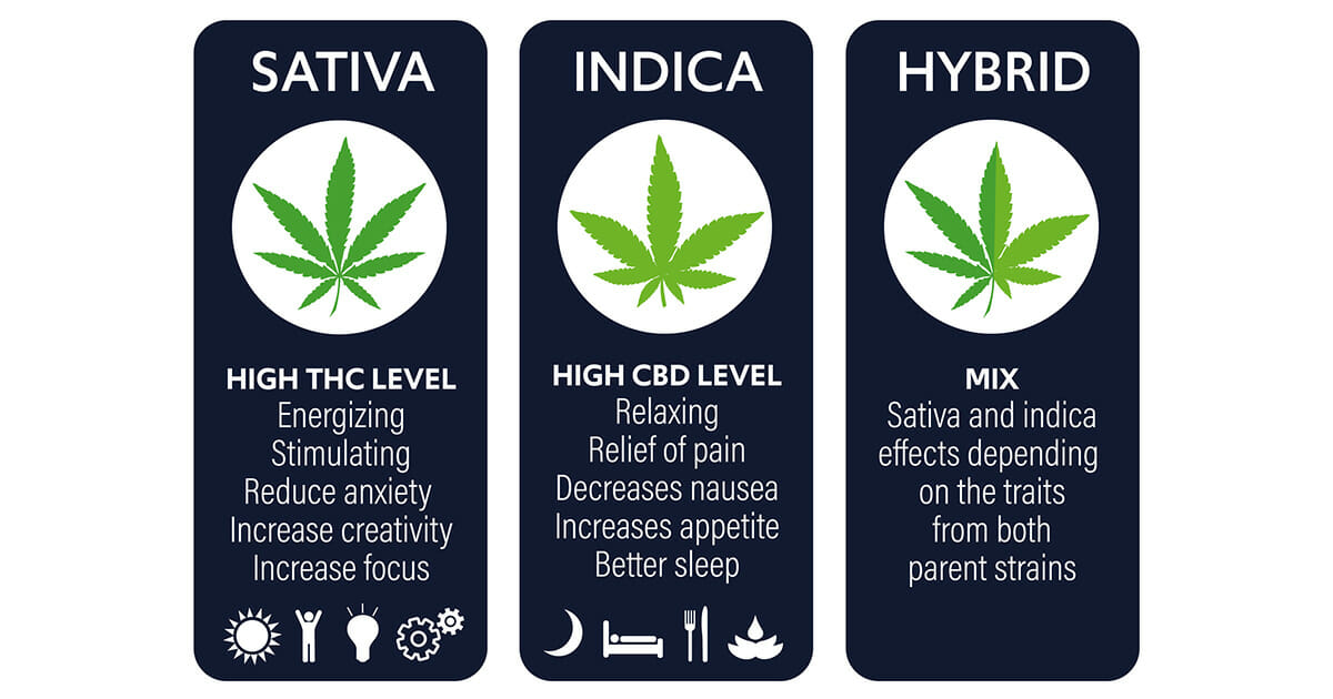 Know the 3 Main Types of Marijuana Strains-Sativa, Indica, and Hybrid