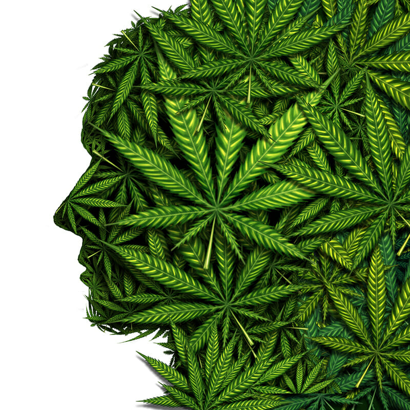 How Cannabis Influences the Brain and Bod