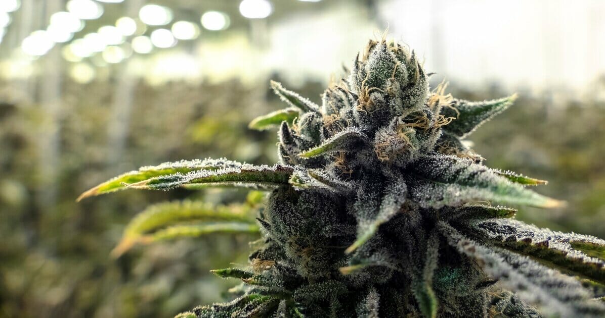 Top Marijuana Strains in Arizona