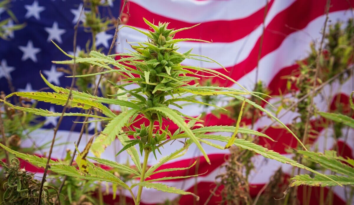 The History of Cannabis in the United States