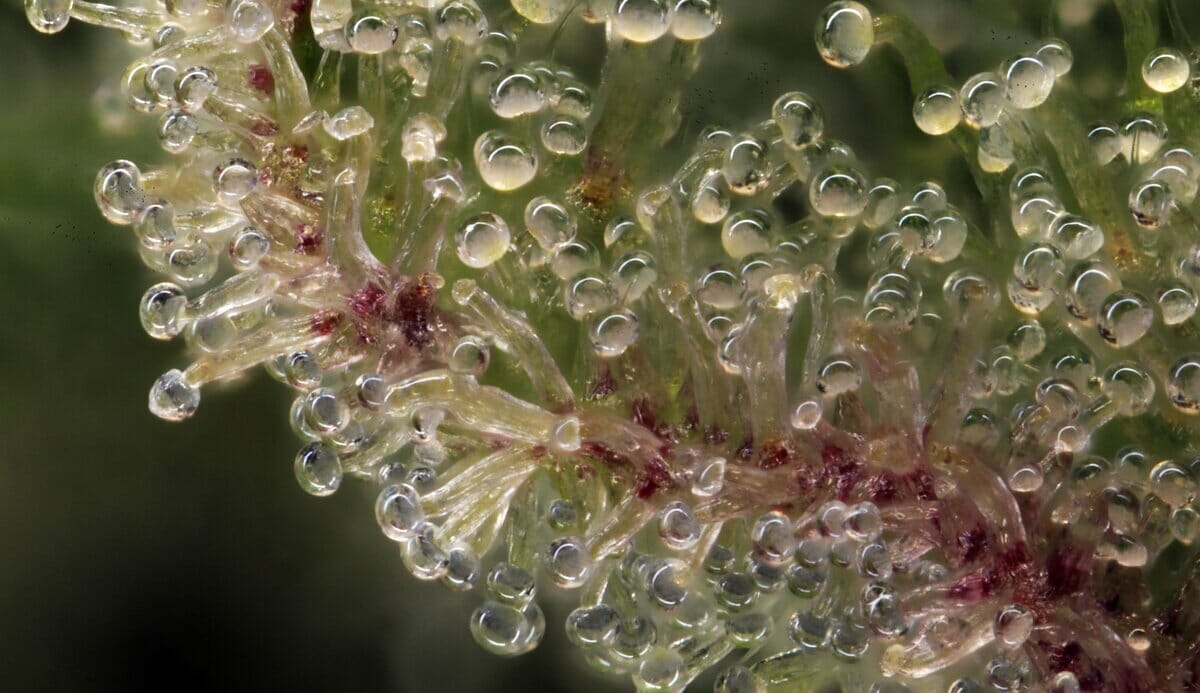 Macro photo of trichomes on a cannabis plant