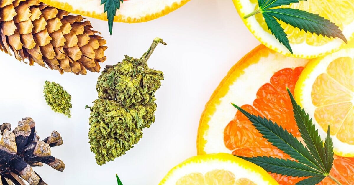Let's Talk Cannabis-Derived Terpenes