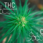 Differences Between THC and CBD