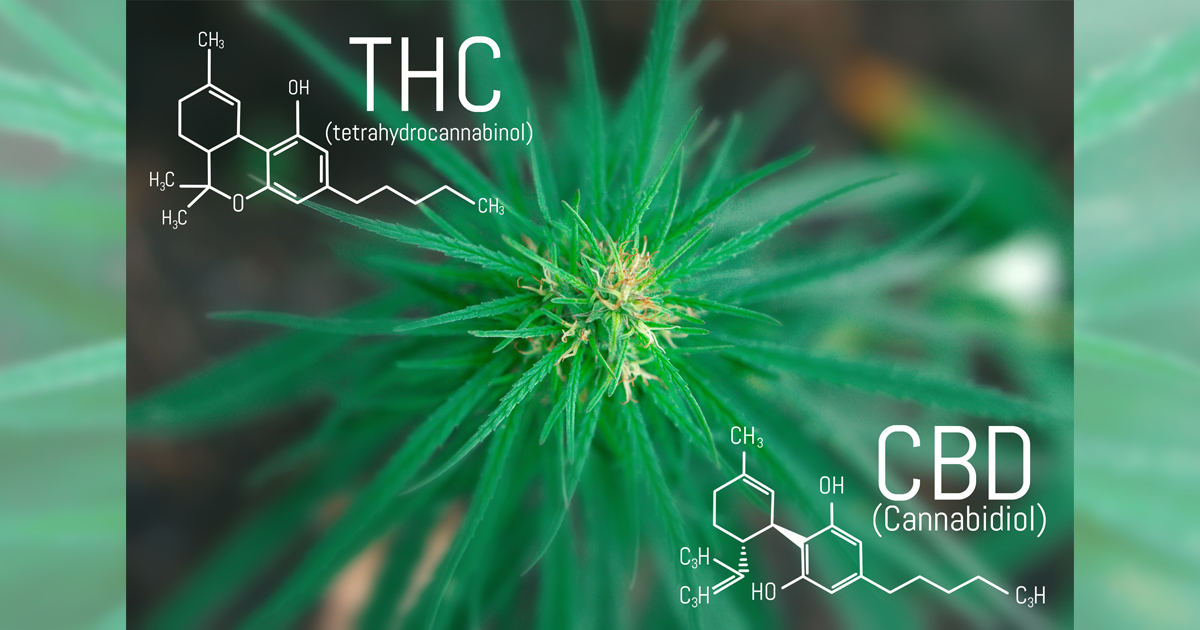 Differences Between THC and CBD