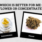 Which Is Better for Me: Flower or Concentrate?
