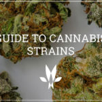 A Guide to Cannabis Strains