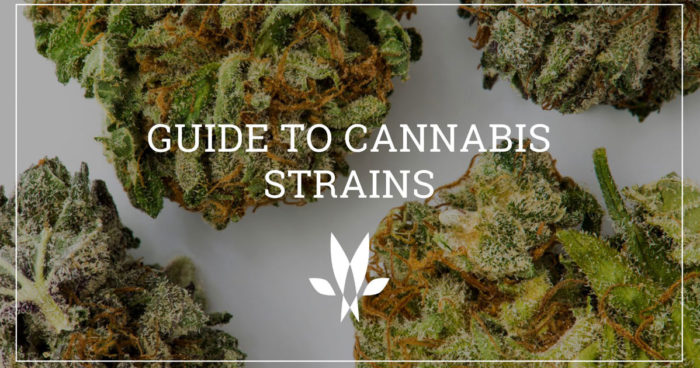 Choosing Cannabis Strains