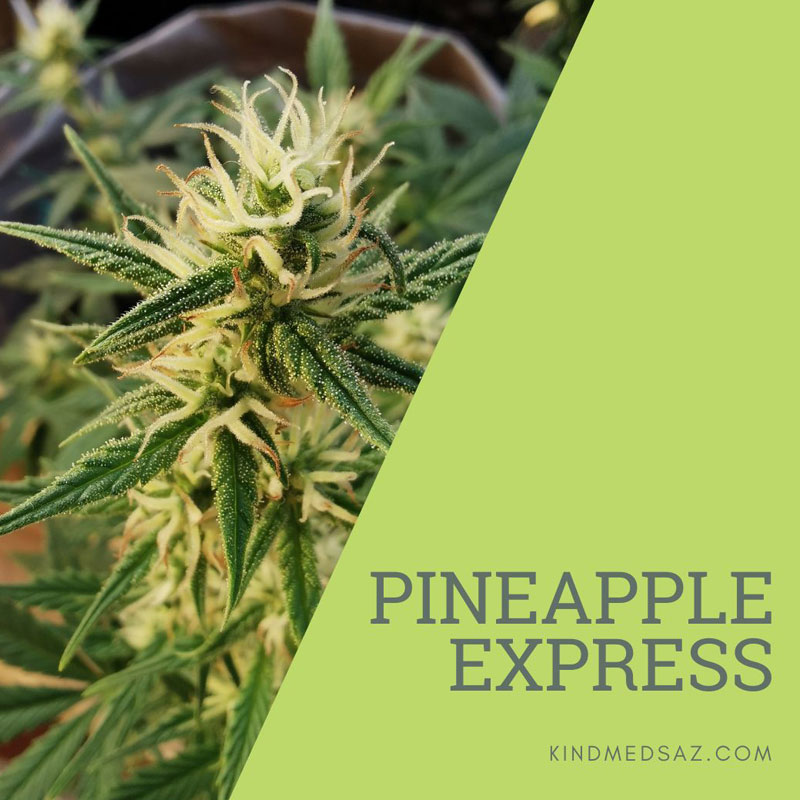Cannabis Strain - Pineapple Express