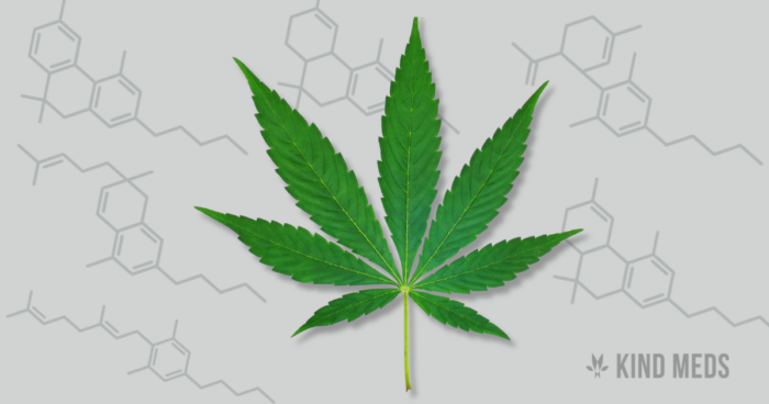 A Guide to the Top Cannabinoids in Cannabis