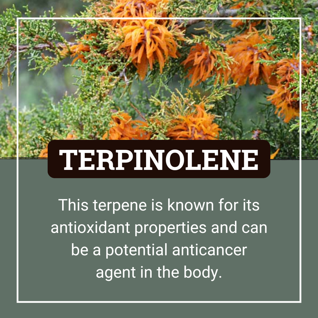 Terpinolene Terpene