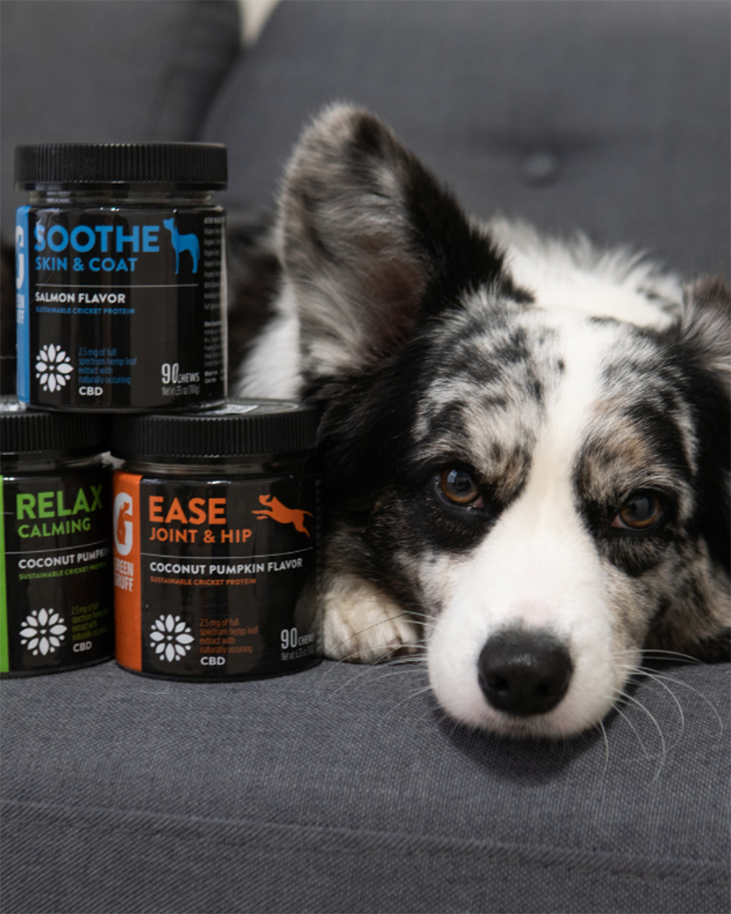 CBD for Pets