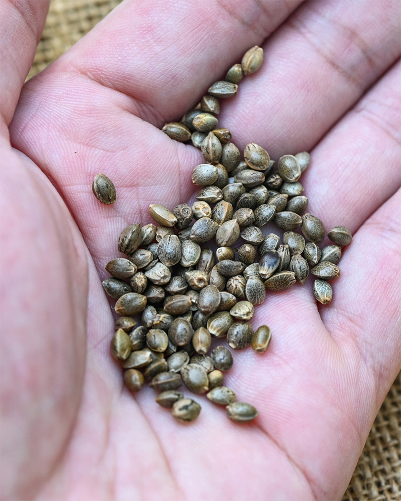 Seeds for Cultivation