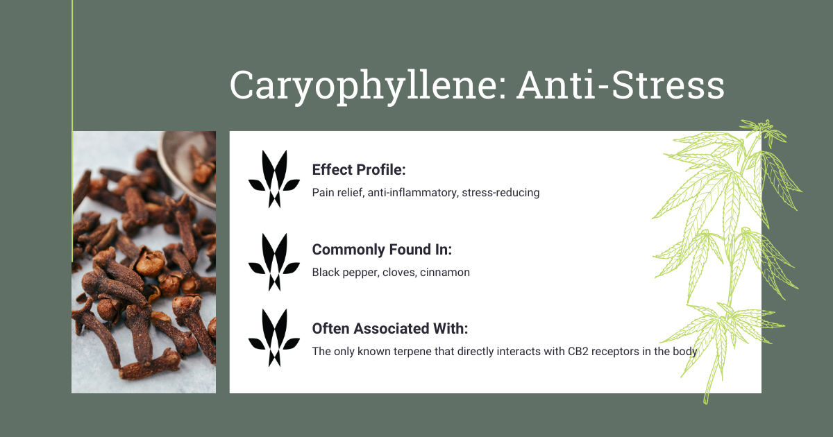 Caryophyllene Cannabis Terpene Profile