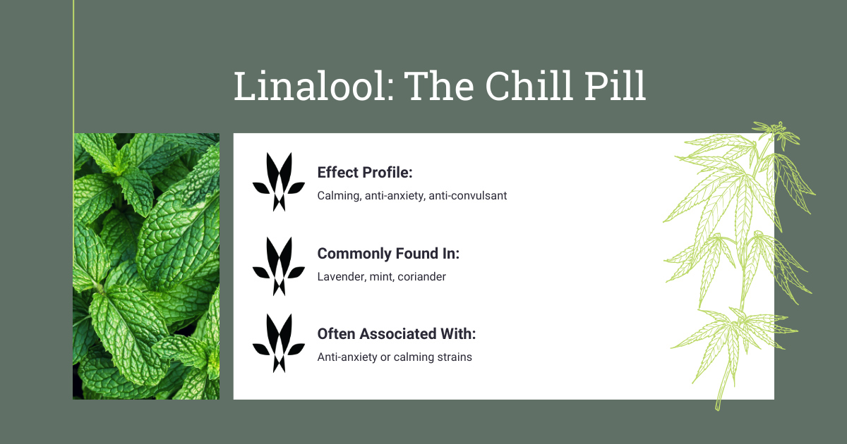 Linalool Cannabis Terpene Profile