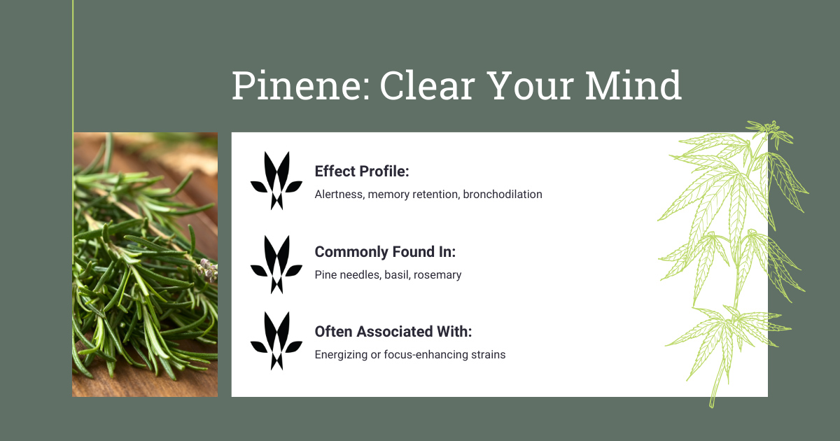Pinene Cannabis Terpene Profile