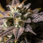 From Seed to Shelf Craft Cannabis Brand