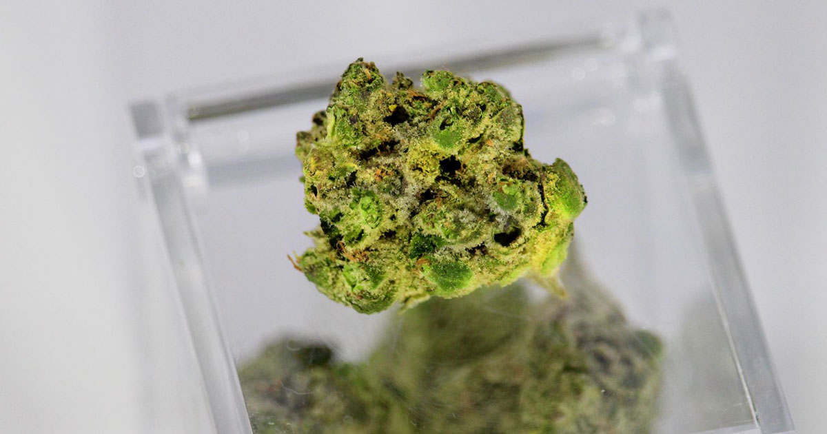 Bulk Strains at Kind Meds 