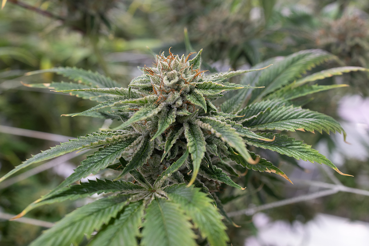 Aeriz Cannabis Flower 