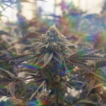 Aeriz Flower at Kind Meds