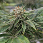 Aeriz Cannabis