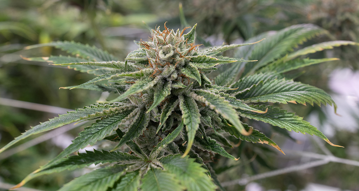 Aeriz Cannabis