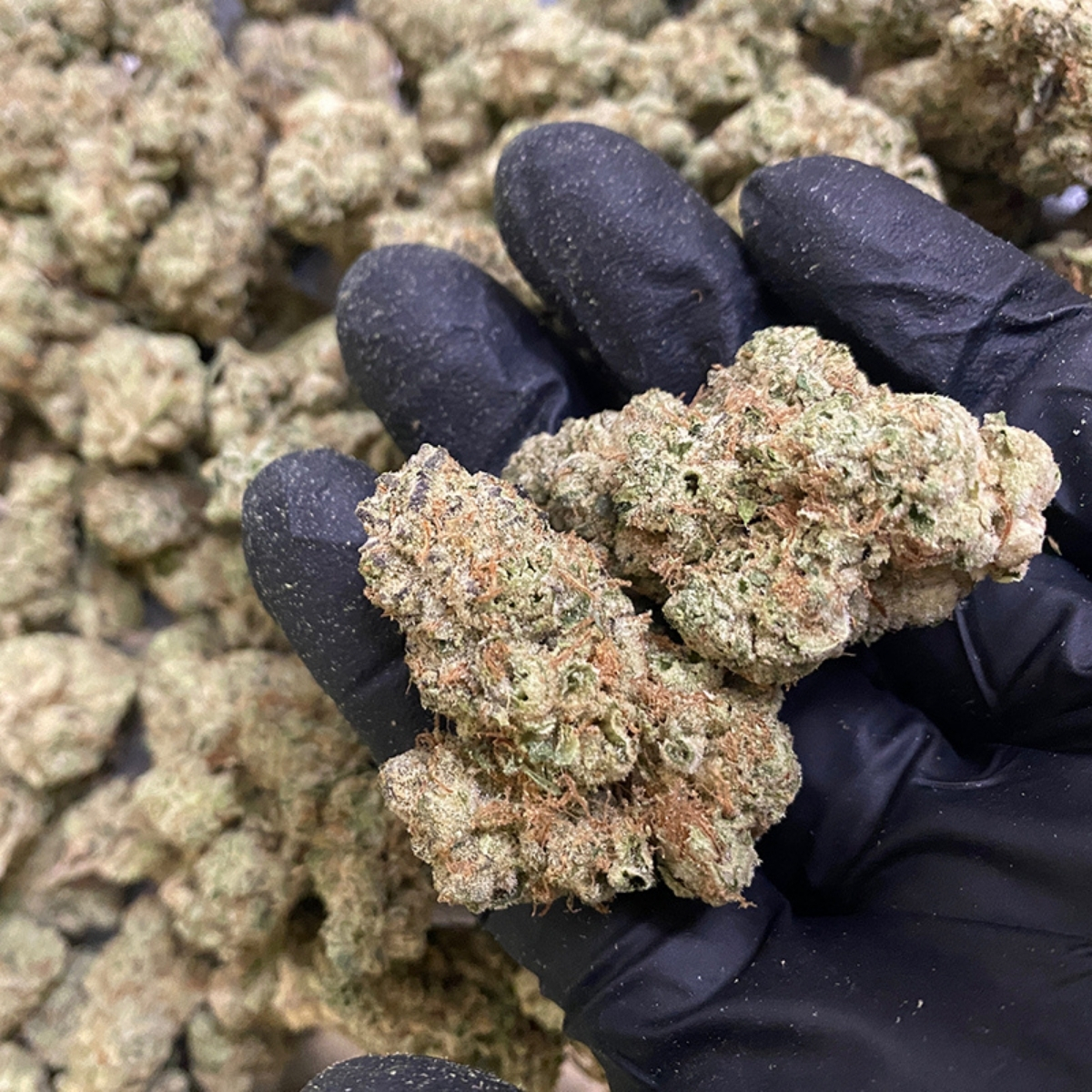 Quality Bulk Flower at Kind Meds in Mesa